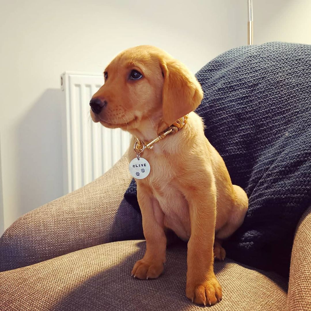 Olive pup bij Engel Pups